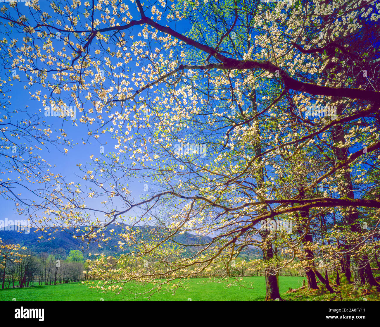 Dogwood blooms in Cades Cove, Great Smoky Mountains National Park, Tennessee, Historic pioneer settlement area, Appalachian Mountains Stock Photo