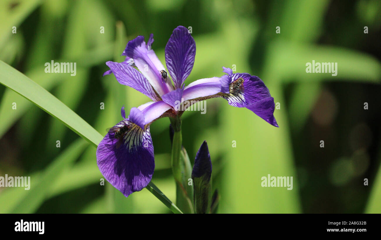 Iris Flower with three small bees pollinising at random. Stock Photo