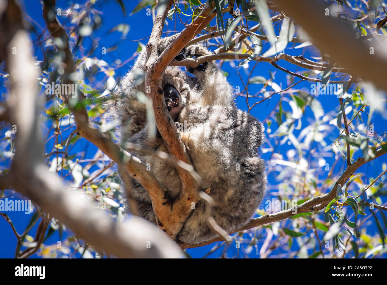 A wild koala sits sleeping in an Eucalyptus tree at Kennett Park, Victoria, Australia. Stock Photo