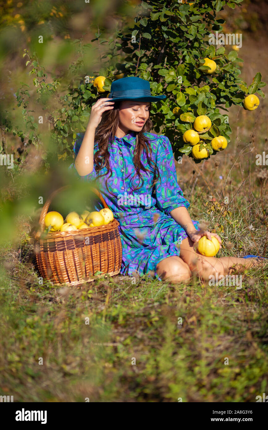Attractive fashion woman in blue dress and hat with full basket colecting  quince fruits at plantation of quinces Stock Photo - Alamy