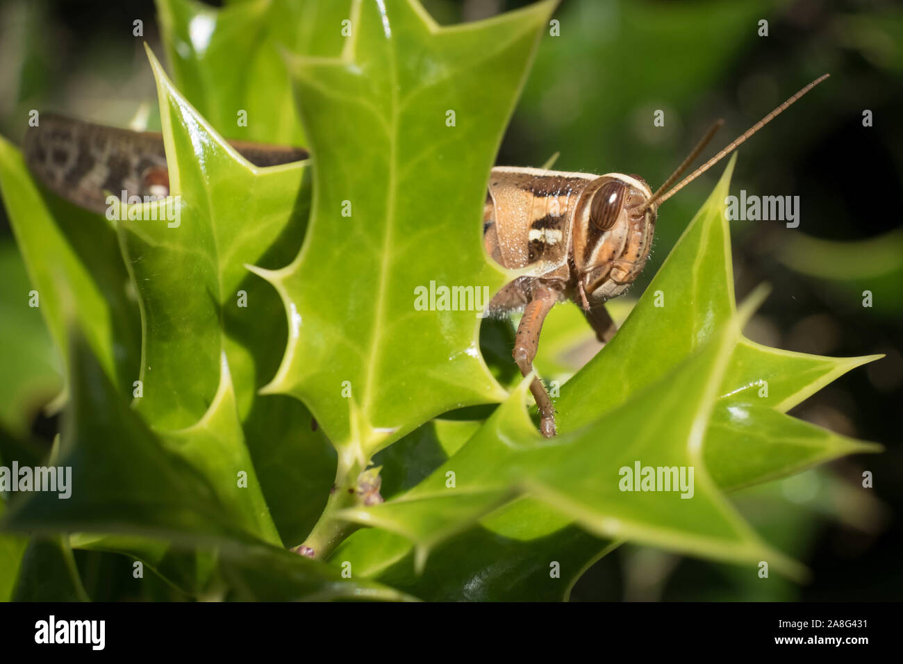 An American birdwing grasshopper hides behind a sprig of holly. Raleigh, North Carolina. Stock Photo