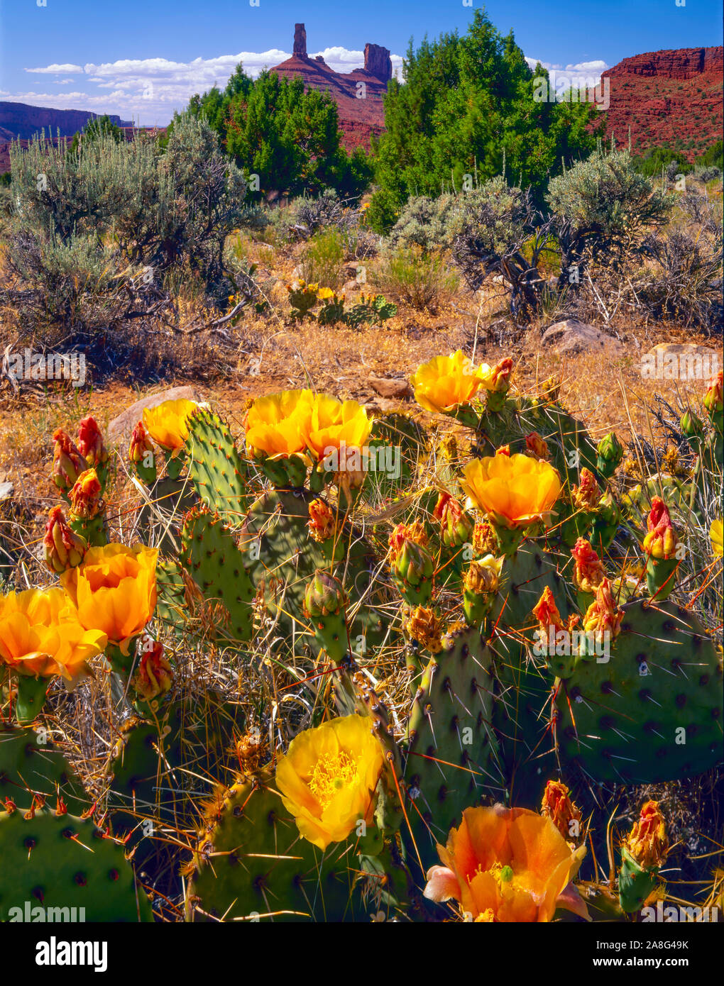 Prickly-pear blooms and Castle Rock, Proposed La Sal Waters Wilderness, Utah Near Moab, La Sal Mountains, Colorado River Stock Photo