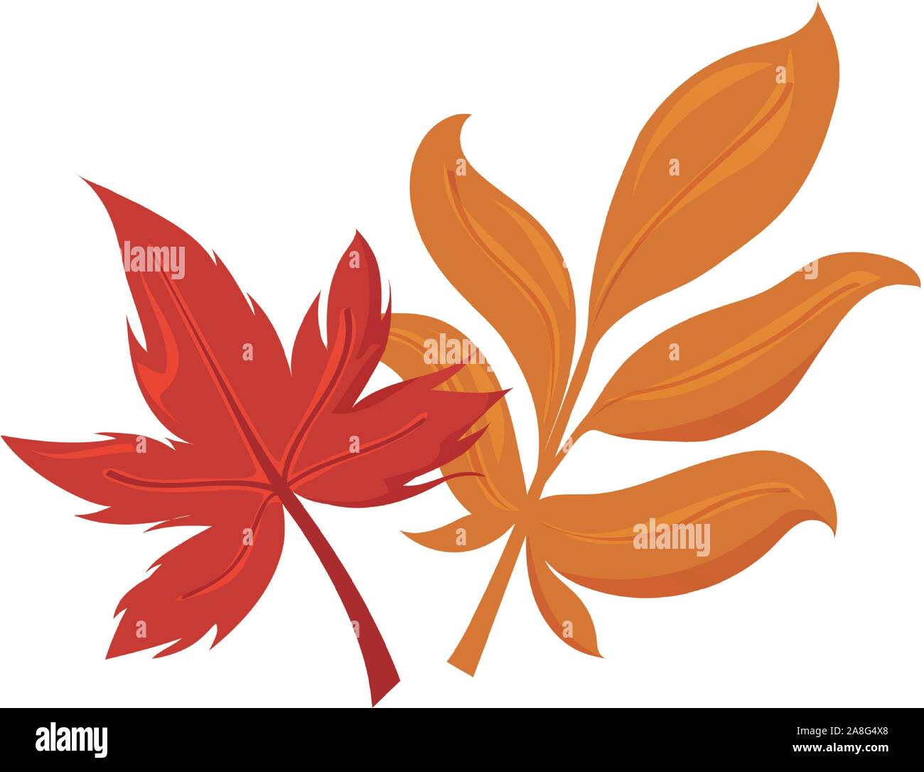 beautiful autumn leaves on white background vector illustration design ...