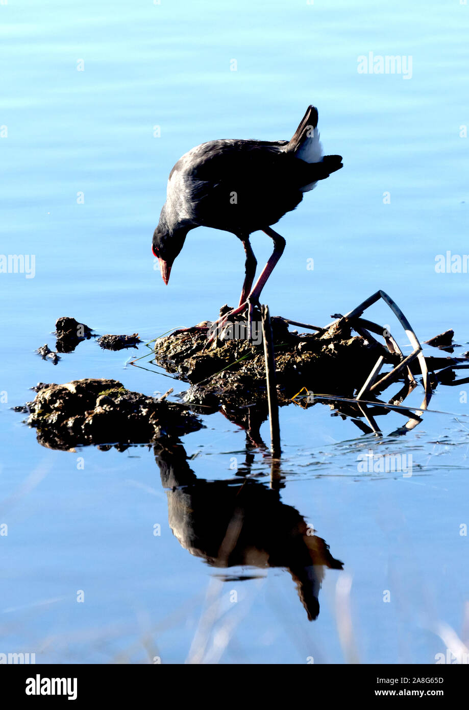 Purple Swamphen admires his reflection in the water at Upper Stranger Pond in Tuggeranong, ACT, Australia Stock Photo