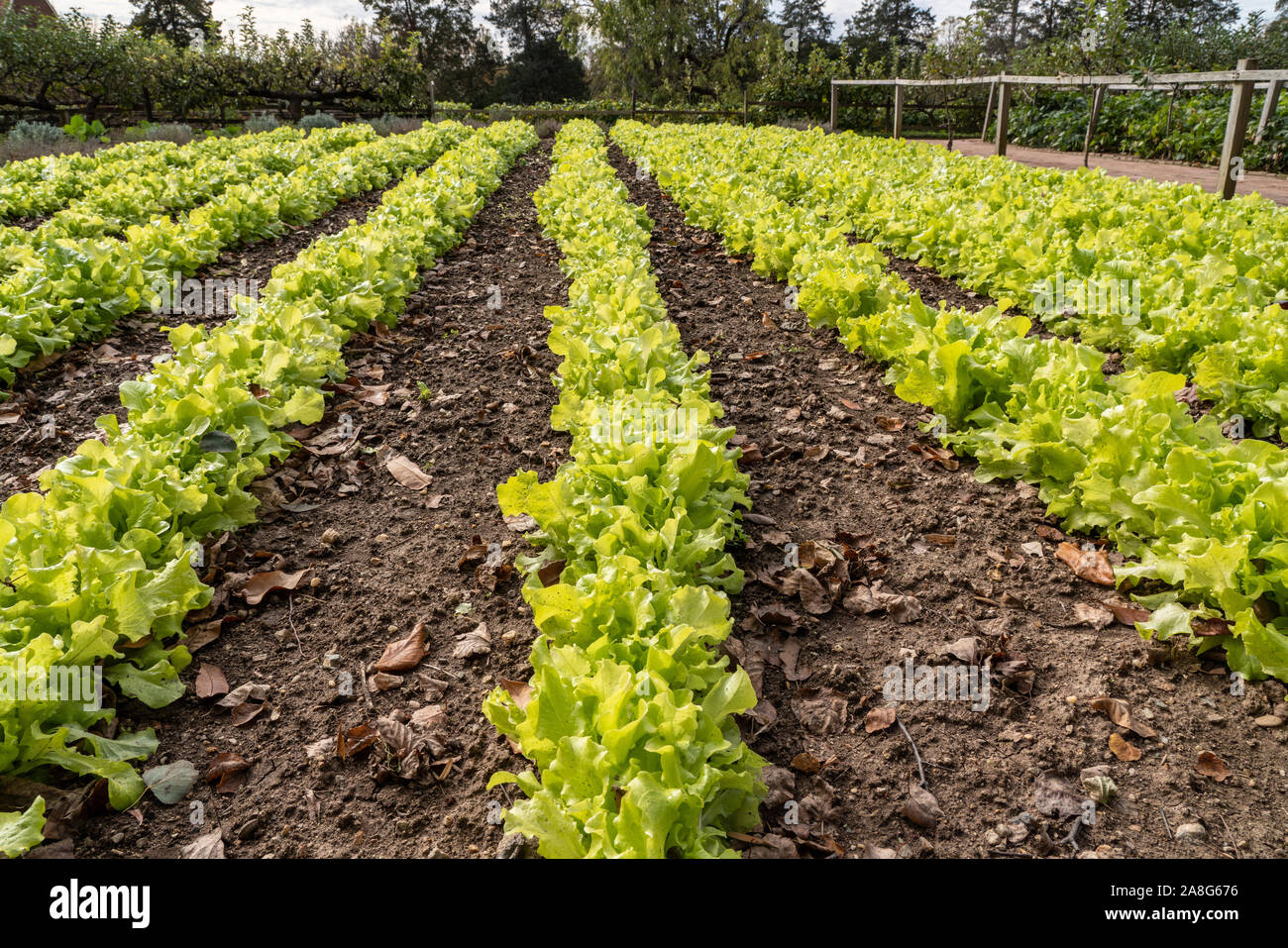 Lettuce growing in rows on sunny day in traditional rural kitchen