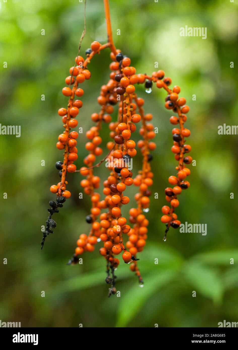 Berries in the Pichinde region of the Parque Nacional Natural Los Farallones De Cali in the Valle de Cauca, Colombia. Stock Photo