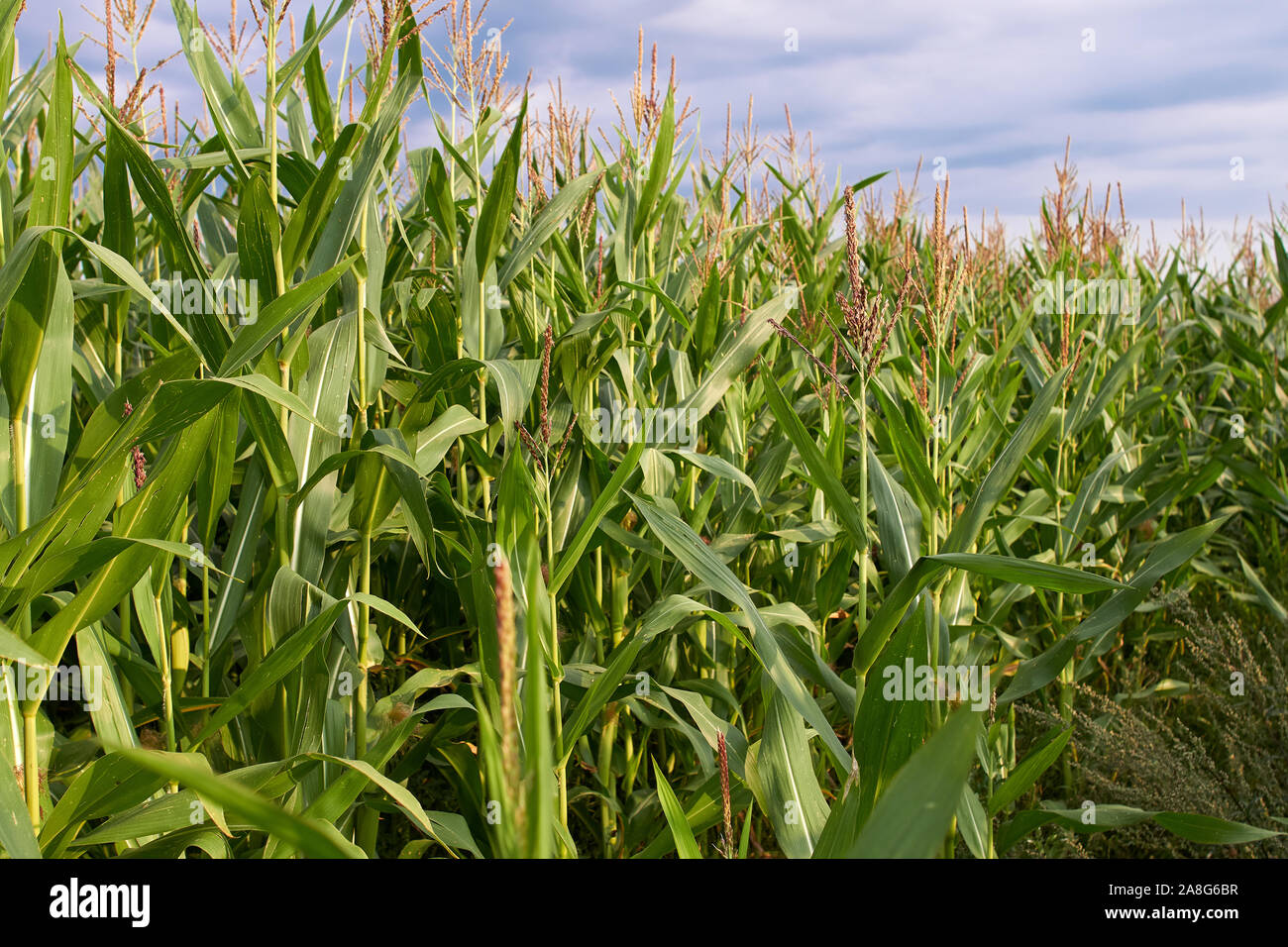 Corn field and blue sky with clouds Stock Photo - Alamy