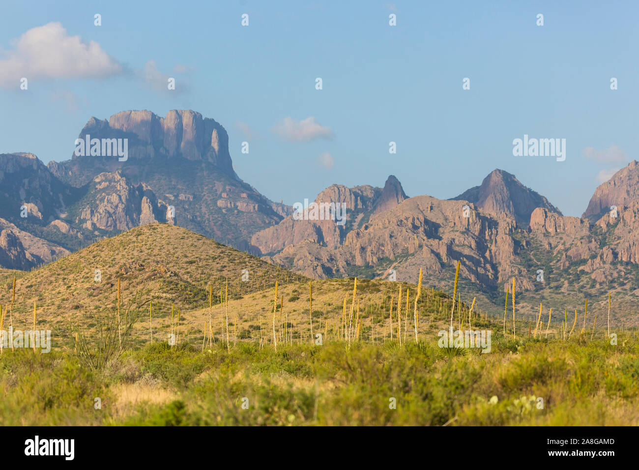 Landscape view of Big Bend National Park near the Chisos Basin during sunset in Texas. Stock Photo