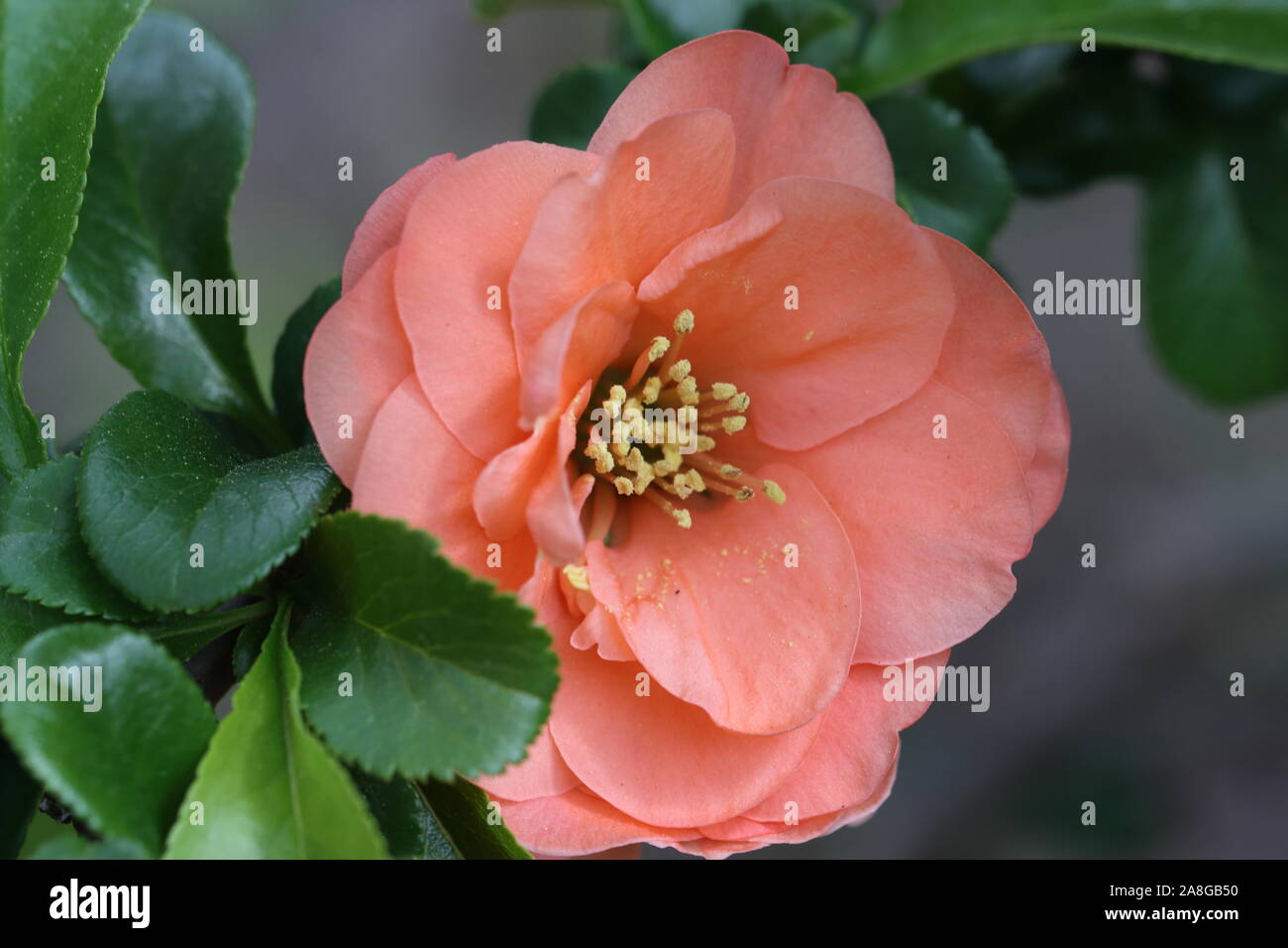 Chaenomeles x Superba Cameo, a recently-introduced cultivar of ornamental quince, is a beautiful, early-flowering shrub. Stock Photo