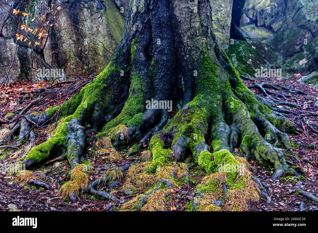 The massive roots of the tree in the rocks Stock Photo - Alamy
