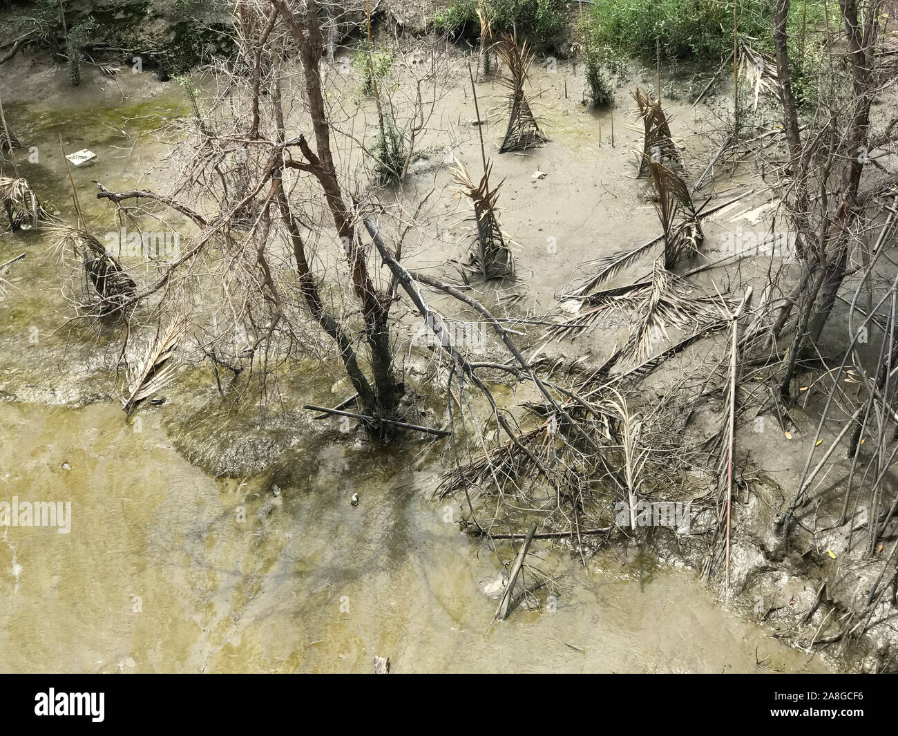 A mud coast of a water canal with trees, Samut Prakan, Thailand Stock Photo