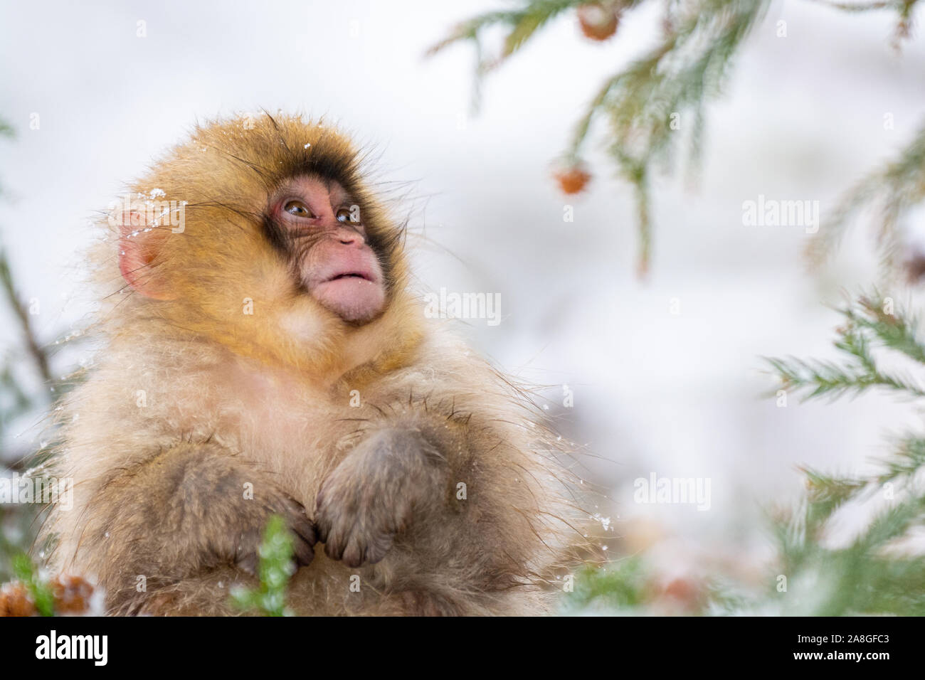 Japanese Snow Monkey - Cute One Stock Photo