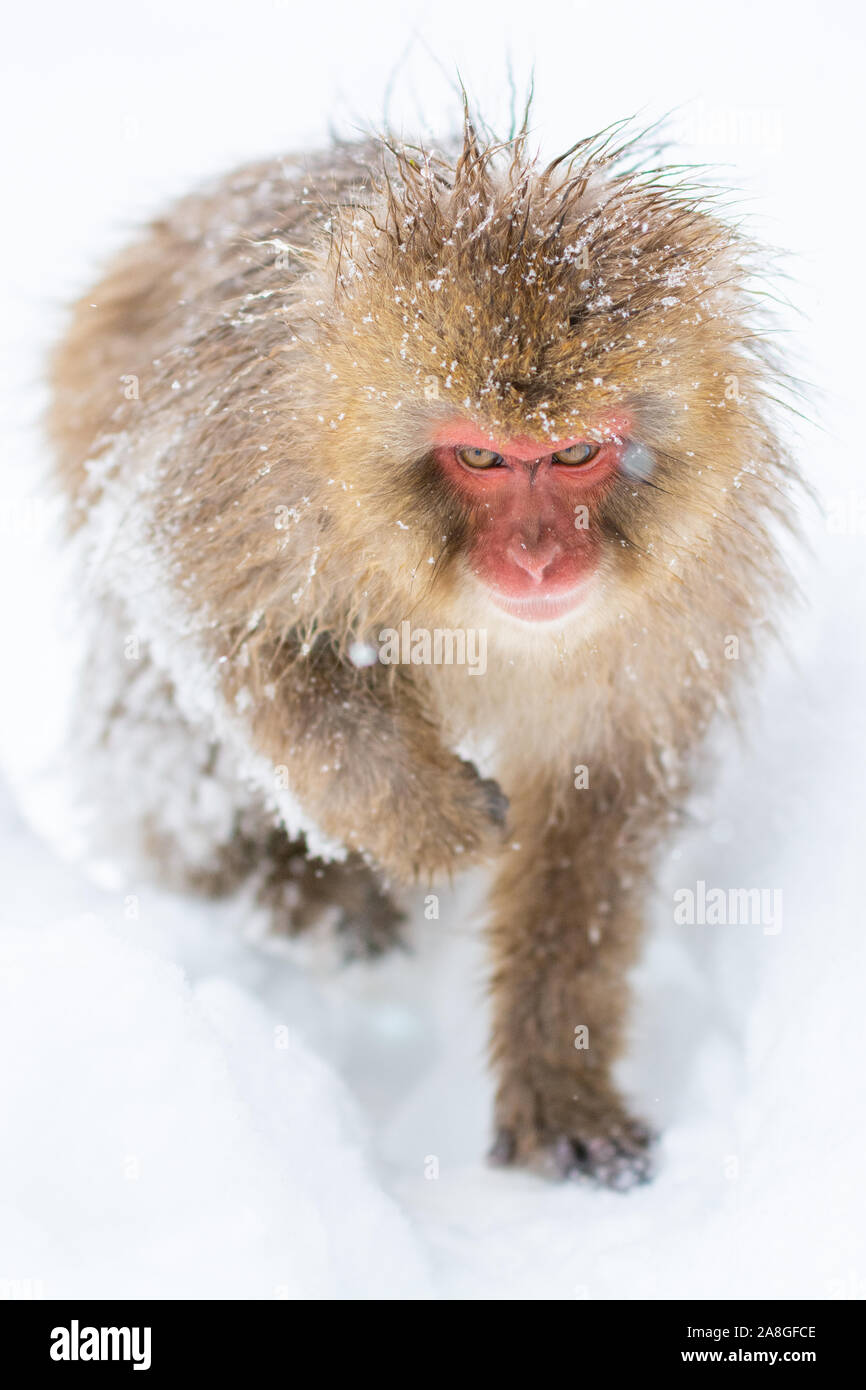 Japanese Snow Monkey - Crazy Eyes Stock Photo