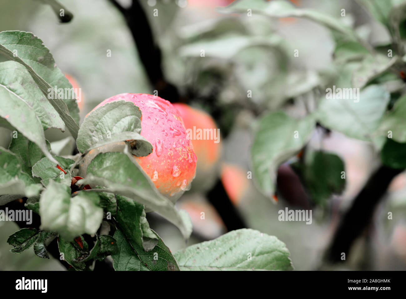 Selective color effect hi-res stock photography and images - Alamy