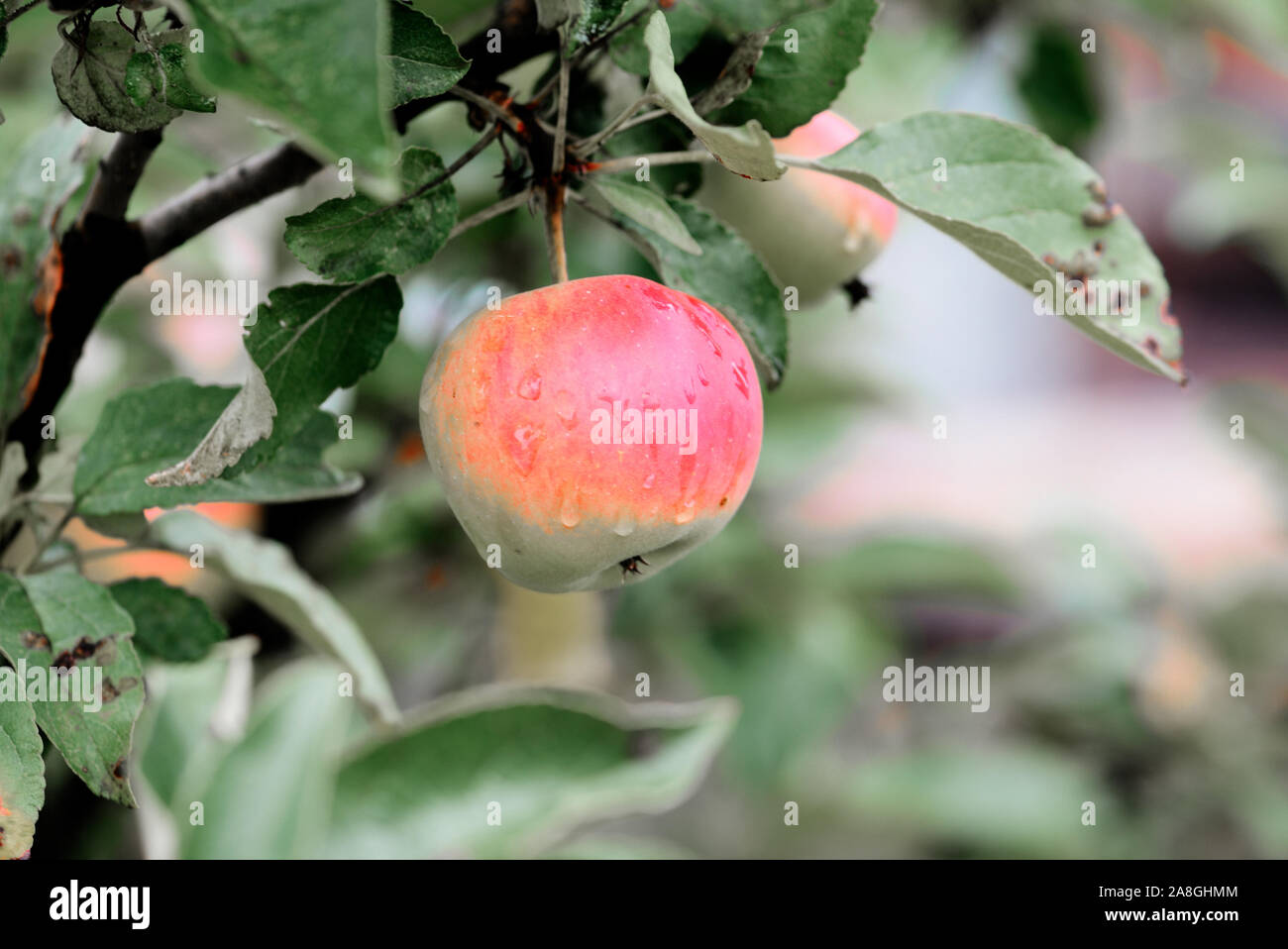 Selective color effect hi-res stock photography and images - Alamy