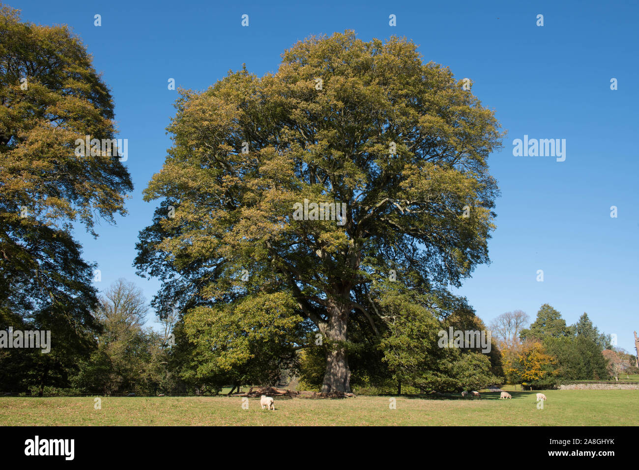 Autumnal Colours of the Turkey Oak or Austrian Oak Tree (Quercus cerris) with a Bright Blue Sky Background and Grazing Sheep in a Park Stock Photo