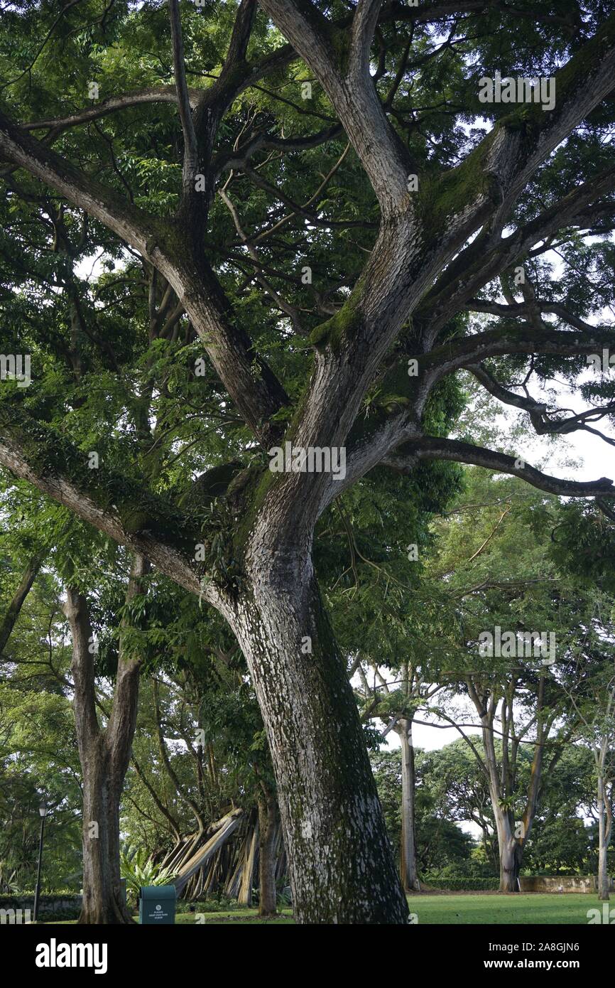 tropical tree at Fort Canning Park, Singapore Stock Photo