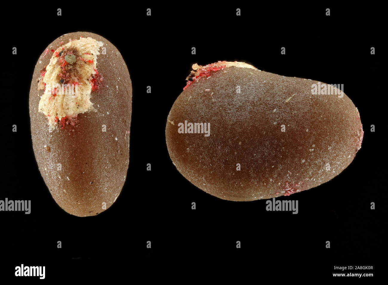 Rhus typhina, Staghorn sumac, Essigbaum, seeds, close up Stock Photo