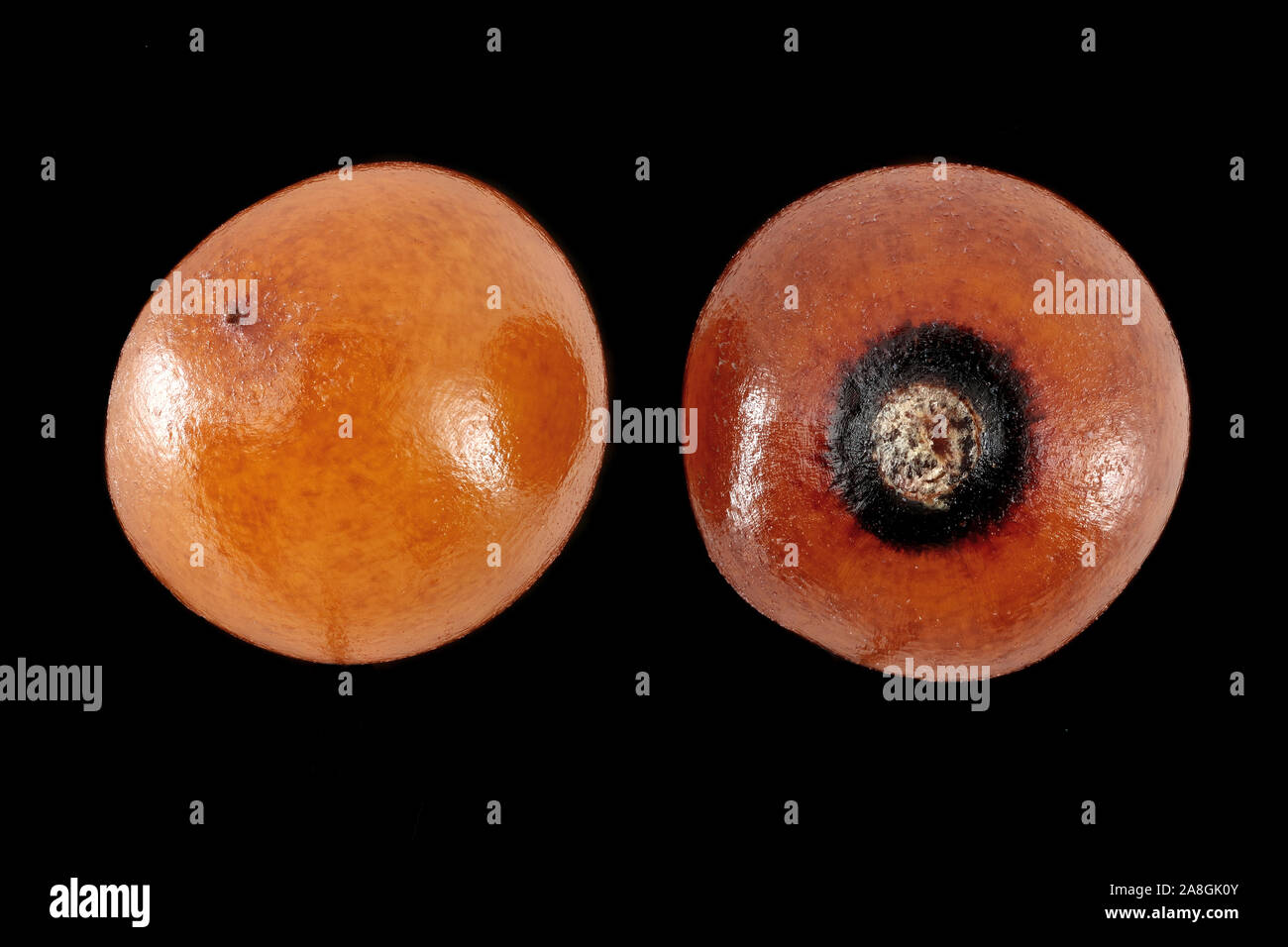 Smilax aspera, Common smilax, Rauhe Stechwinde,  seeds, close up, seed size 3-4 mm Stock Photo