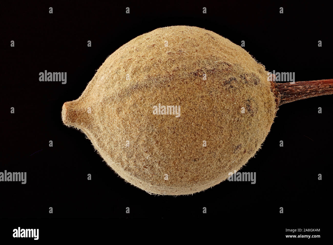 Tilia cordata, Small-leaved lime, Winter-Linde, fruit, close up Stock Photo