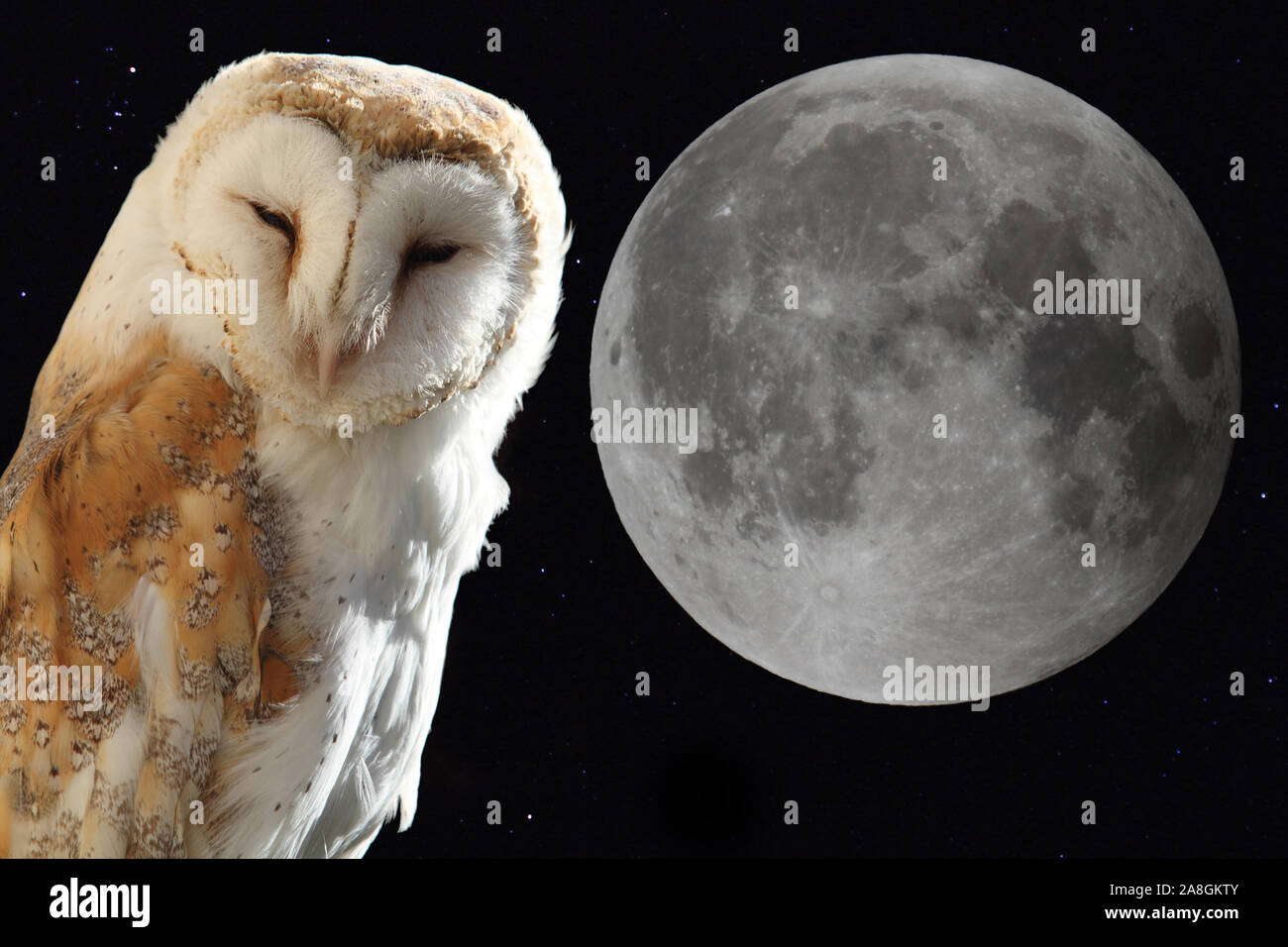 the barn owl with the moon in the night sky background Stock Photo