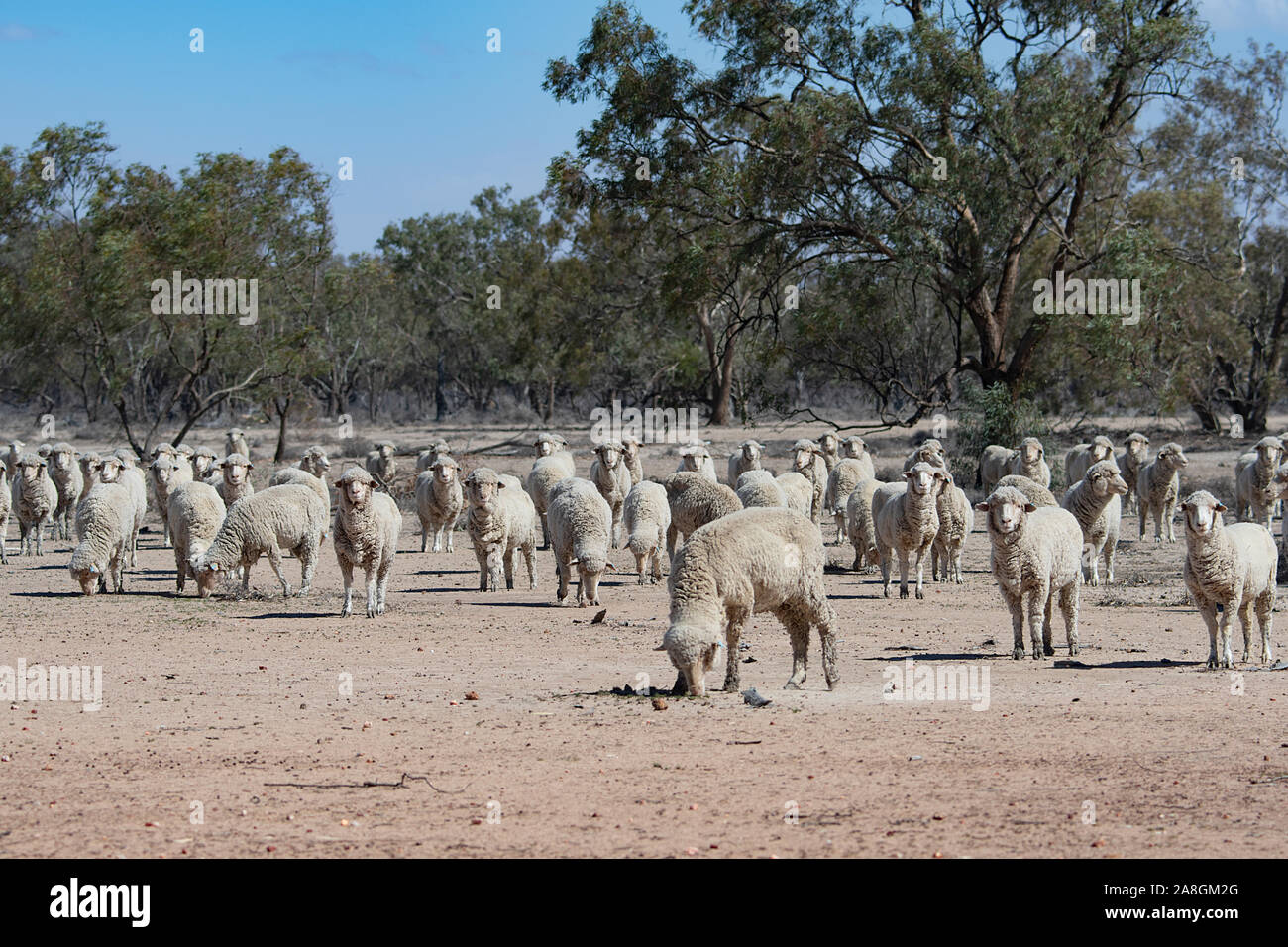 Flock of sheep struggling to feed on barren land during a severe drought, near Walgett, New South Wales, NSW, Australia Stock Photo