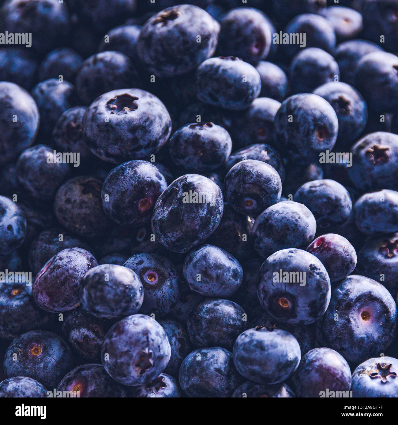 Surface is covered with a thick layer of blueberries. Natural background. Vaccinium uliginosum bog bilberry, bog blueberry, heath food. Stock Photo