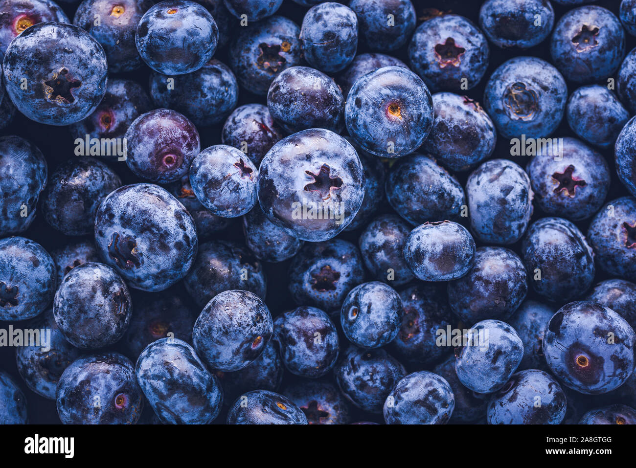 Surface is covered with a thick layer of blueberries. Natural background. Vaccinium uliginosum bog bilberry, bog blueberry, heath food. Stock Photo
