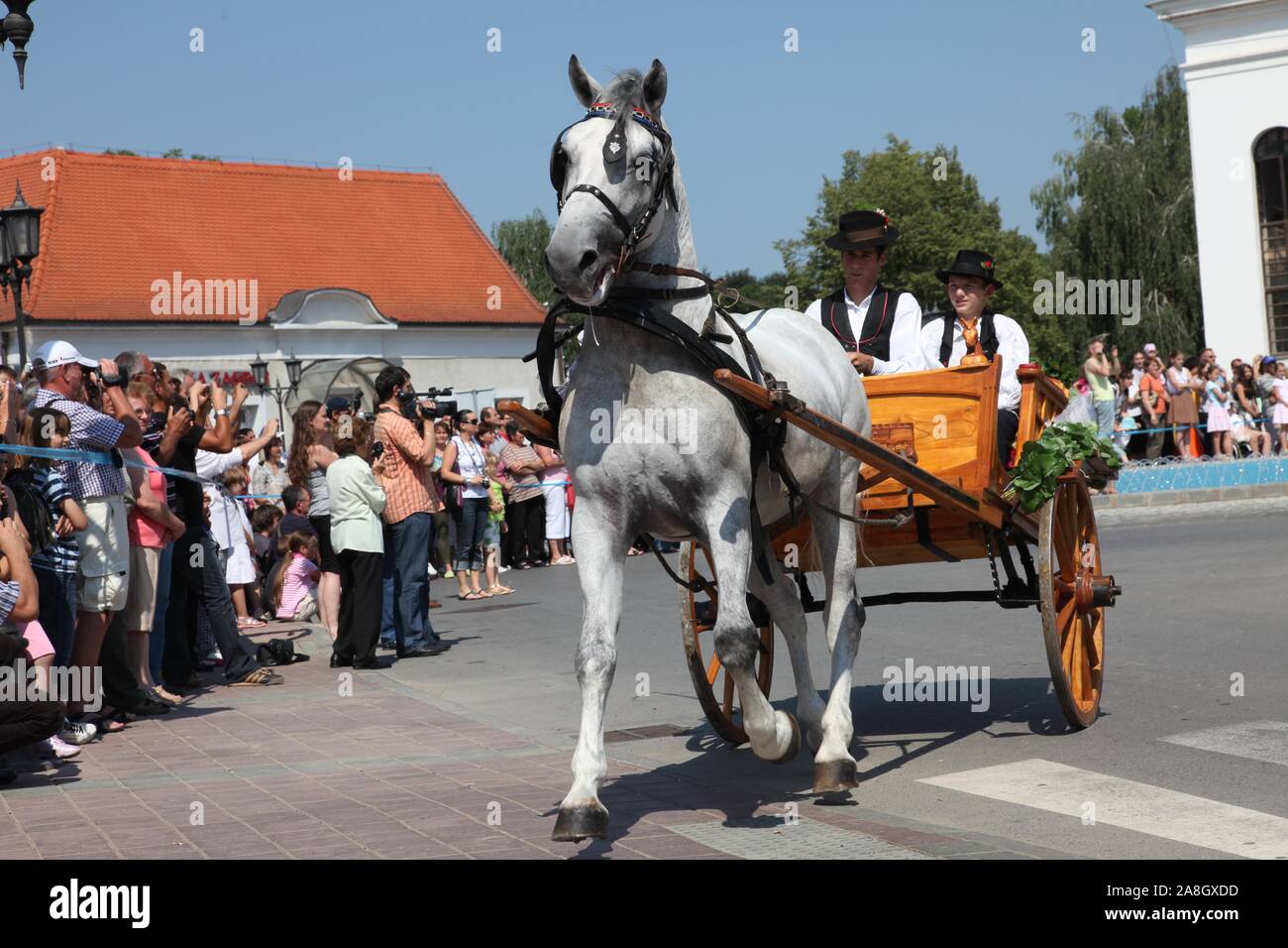 Horse and wedding wagon show during Dakovo vezovi (Dakovo Summer Festival) in Dakovo, Croatia Stock Photo