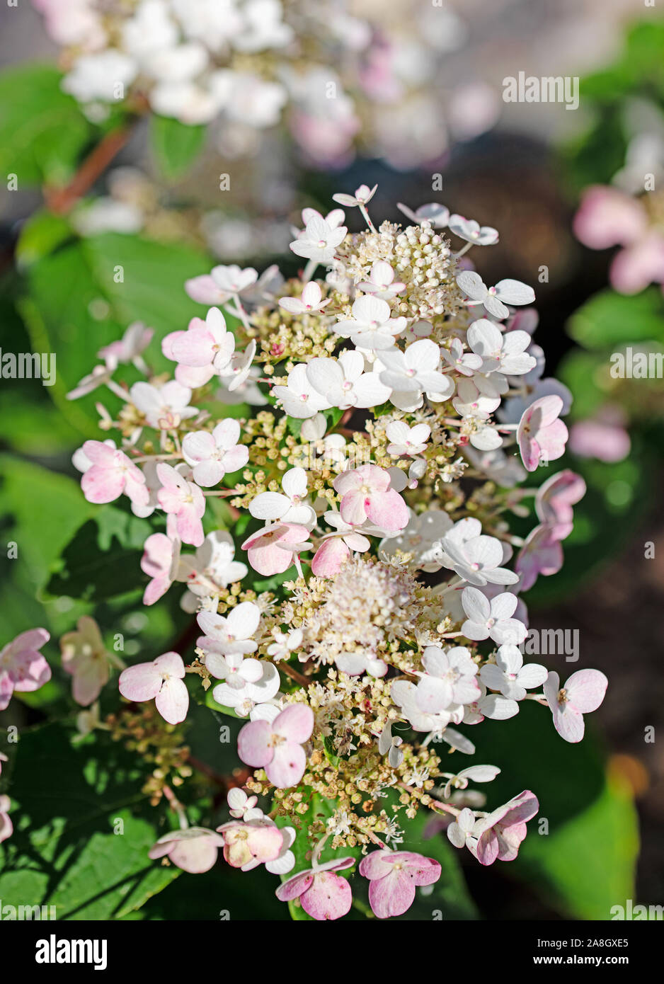 Hydrangea flowers in white and pink Stock Photo