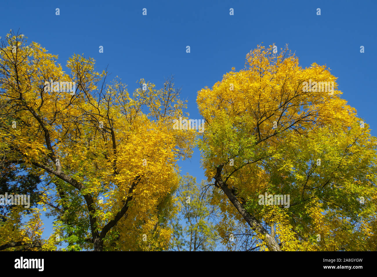 Golden autumn trees hi-res stock photography and images - Alamy