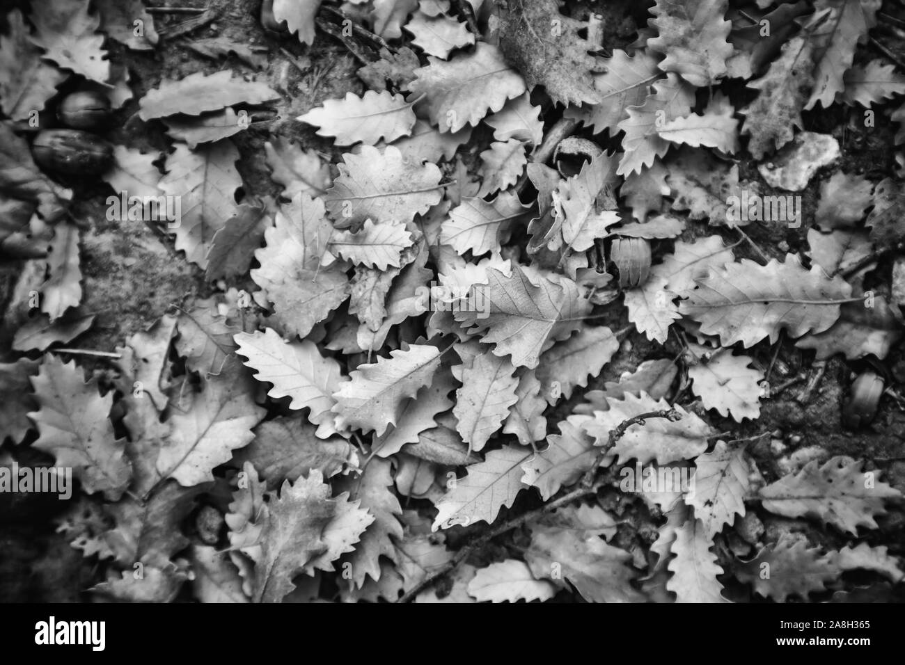 Red maple leaves detail Black and White Stock Photos & Images - Alamy