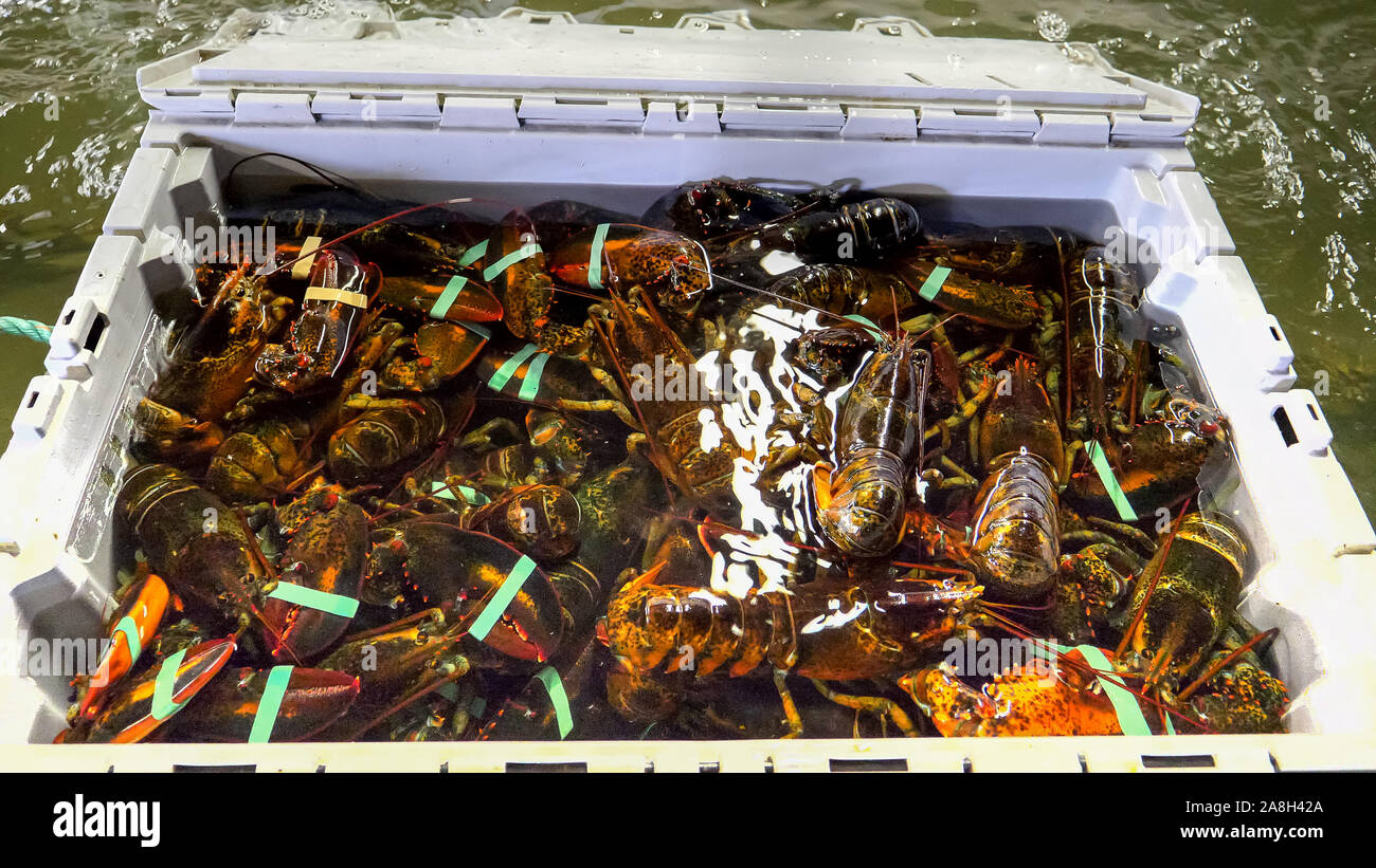 crate of live lobster at a warehouse in portland, maine Stock Photo