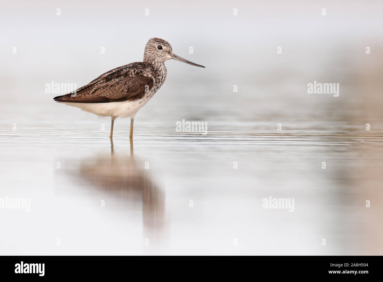 Common greenshank (Tringa nebularia), a beautiful wading bird sitting by the shore of a pond, Istria, Croatia Stock Photo