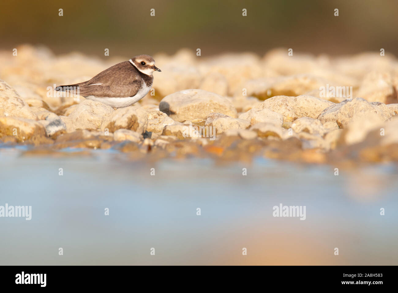 Common ringed plover or ringed plover (Charadrius hiaticula), a beautiful shore bird sitting by the shore of a pond, Czech Republic Stock Photo