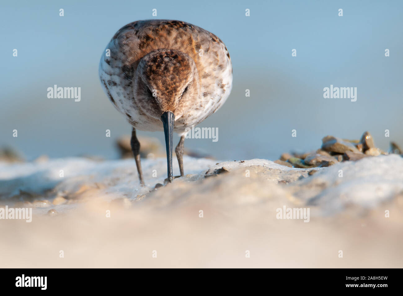 Dunlin (Calidris alpina),a beautiful shore bird sitting by the shore of a pond, Czech Republic Stock Photo