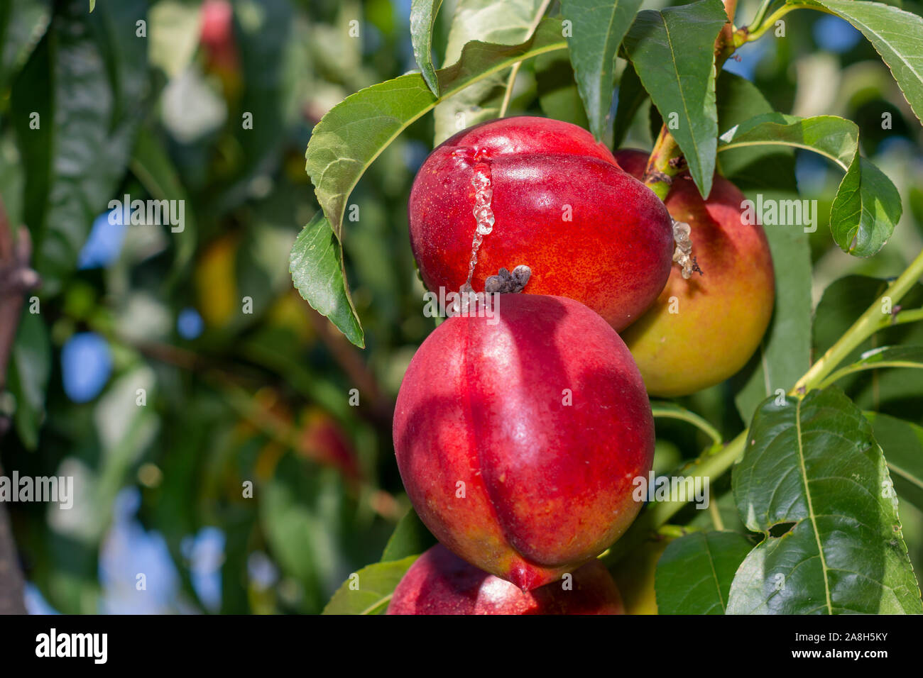 Nectarine tree fruit damage hires stock photography and images Alamy