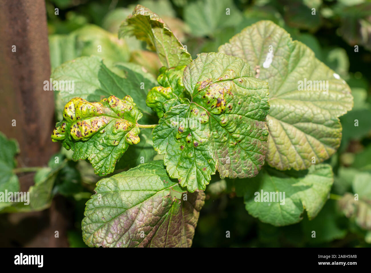 wrinkled leaves and branches currant close-up macro. Disease and Pests Stock Photo