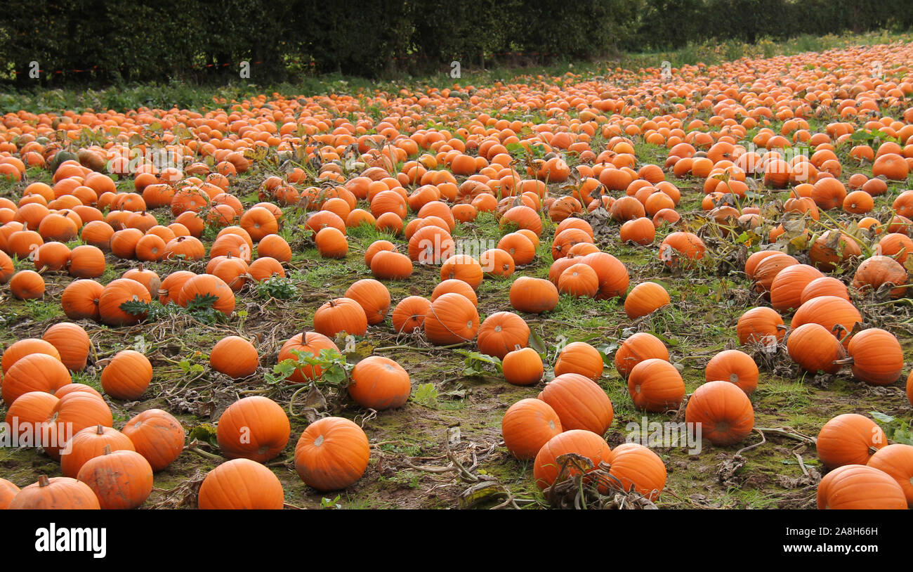 A Field of Freshly Grown Orange Pumpkin Plants Stock Photo - Alamy