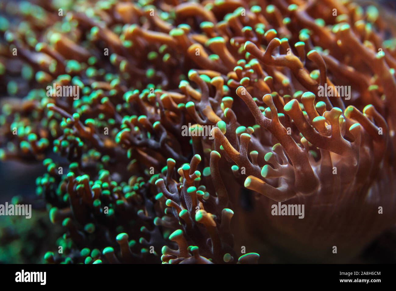 Underwater photo, sea coral emitting fluorescent in UV light. Abstract marine background Stock Photo