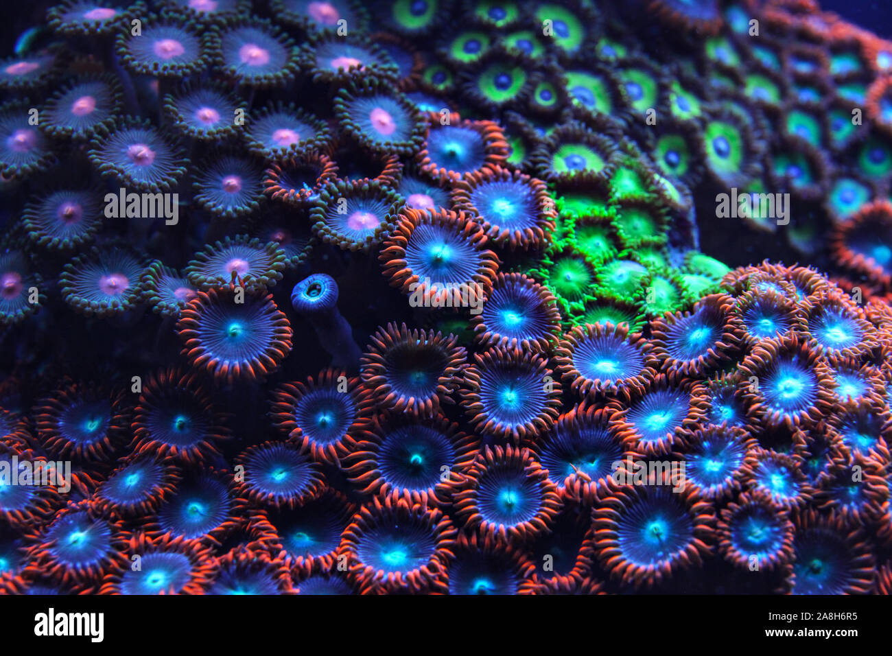 Purple and blue coral emitting light under UV underwater photo. Abstract organic marine background. Stock Photo