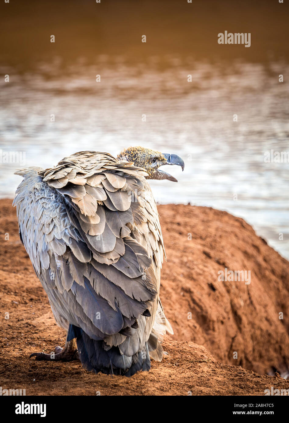 Closeup of african vulture on savannah plains in Kenya Stock Photo