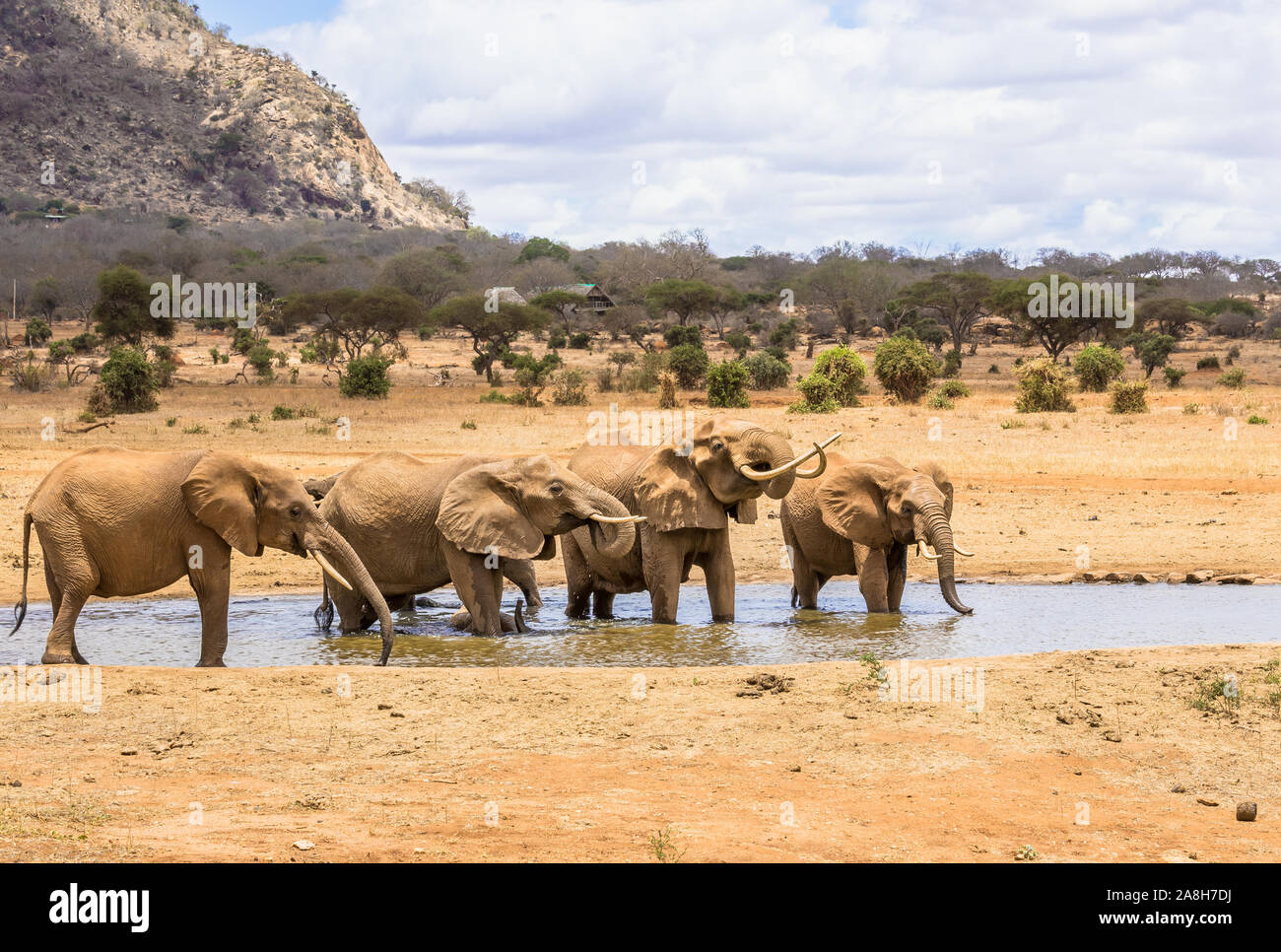 Herd of african elephants on savannah plains in Tsavo East park, Kenya Stock Photo
