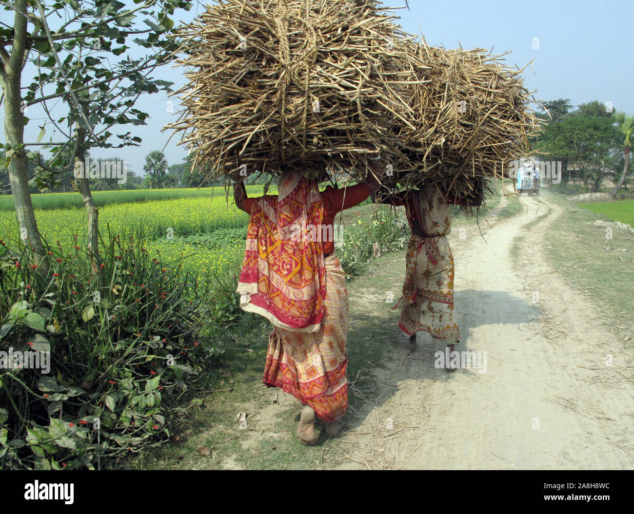 Rice planting,Kamar para,Bardhman dist. West Bengal,India Stock