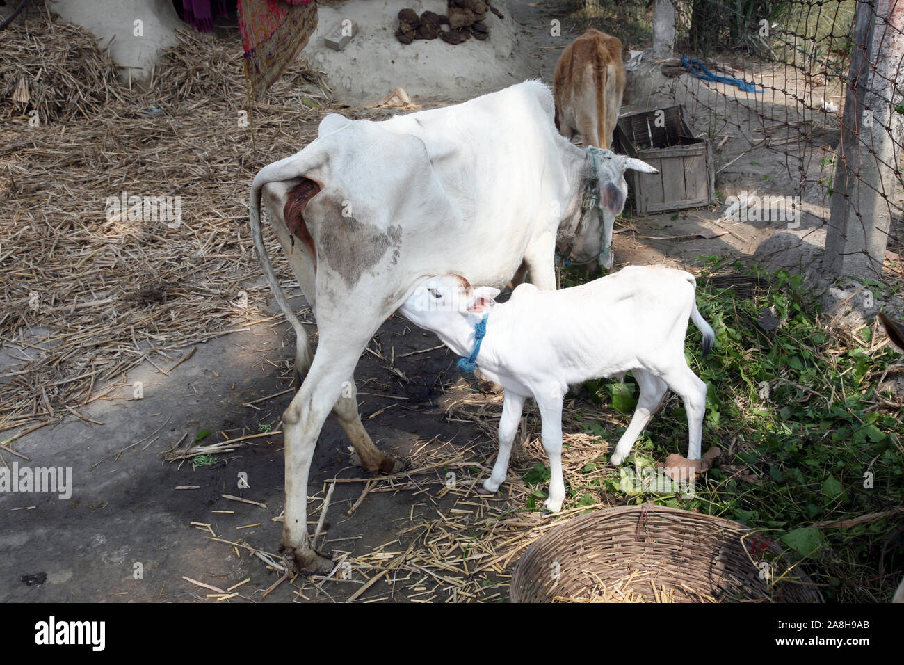 Young calf suckle milk in village Kumrokhali, West Bengal, India Stock Photo