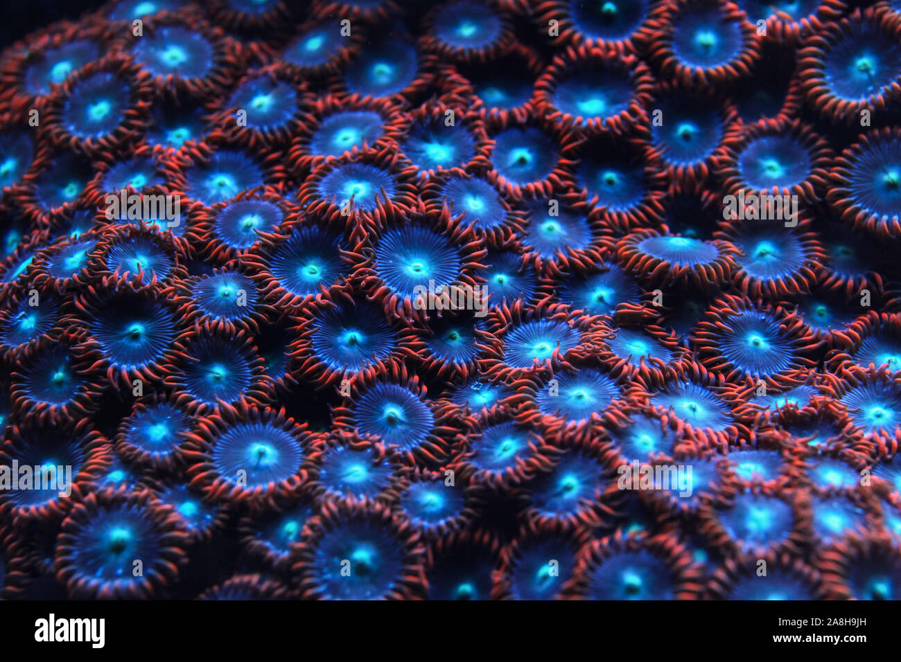 Underwater photo - red and blue flower like corals emitting light under UV bulb, abstract marine background. Stock Photo