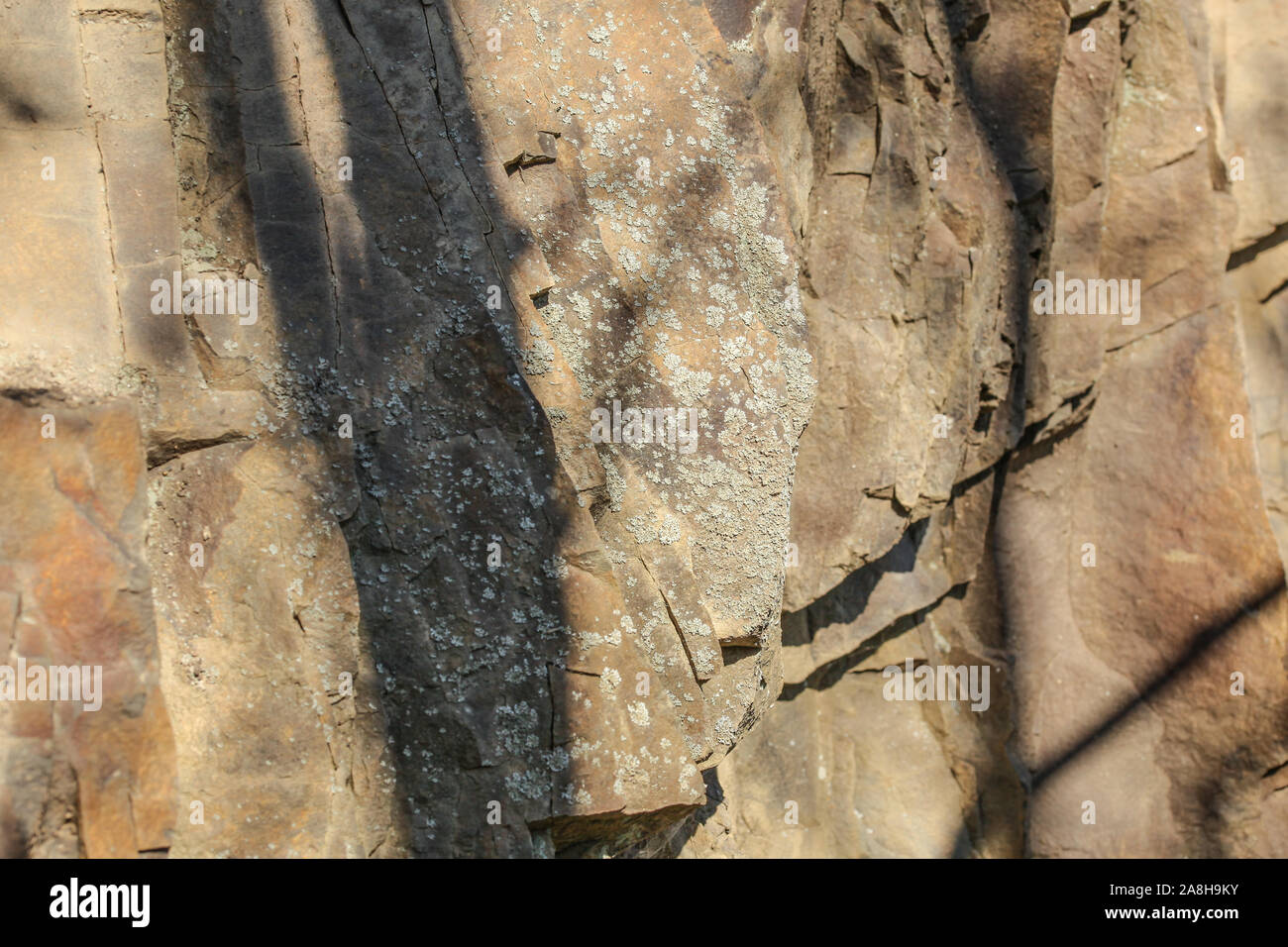 Small patches of lichen growing on flat rocks Stock Photo