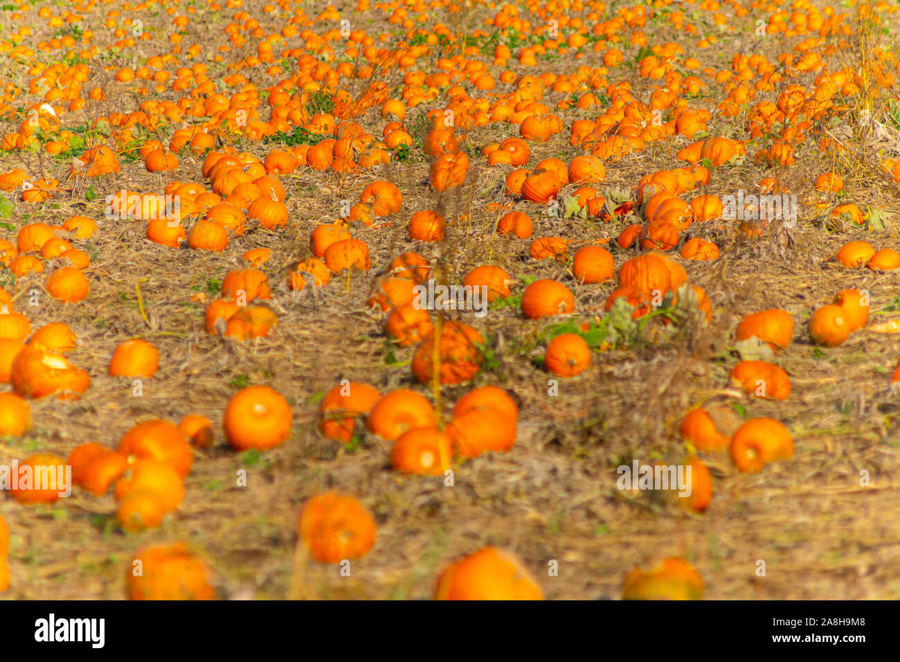 A field of pumpkins at halloween time. This field is on a farm in the Hoo peninsular in Kent England. Stock Photo