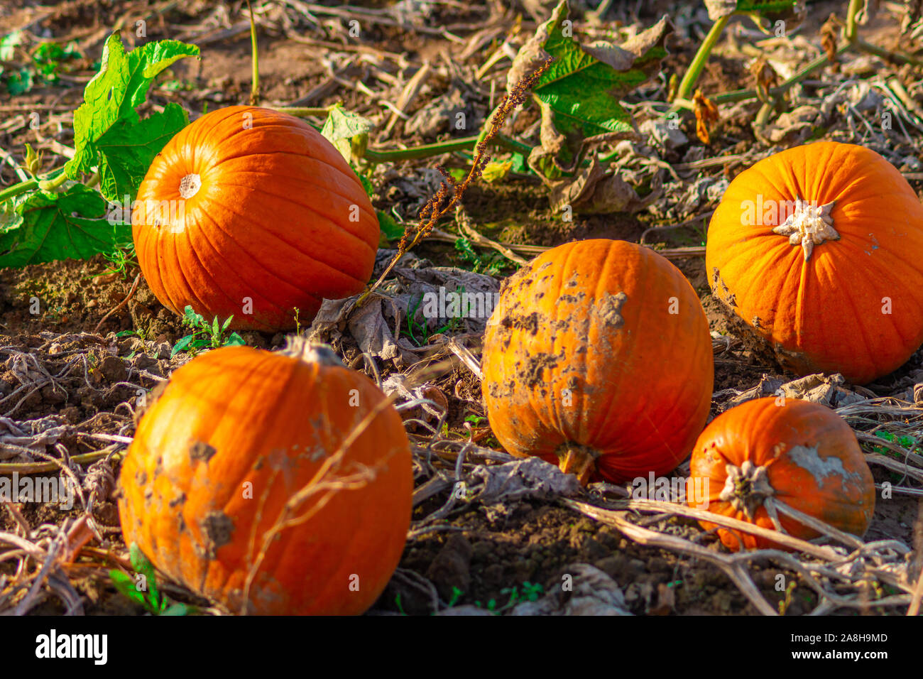 Kent pumpkin hires stock photography and images Alamy