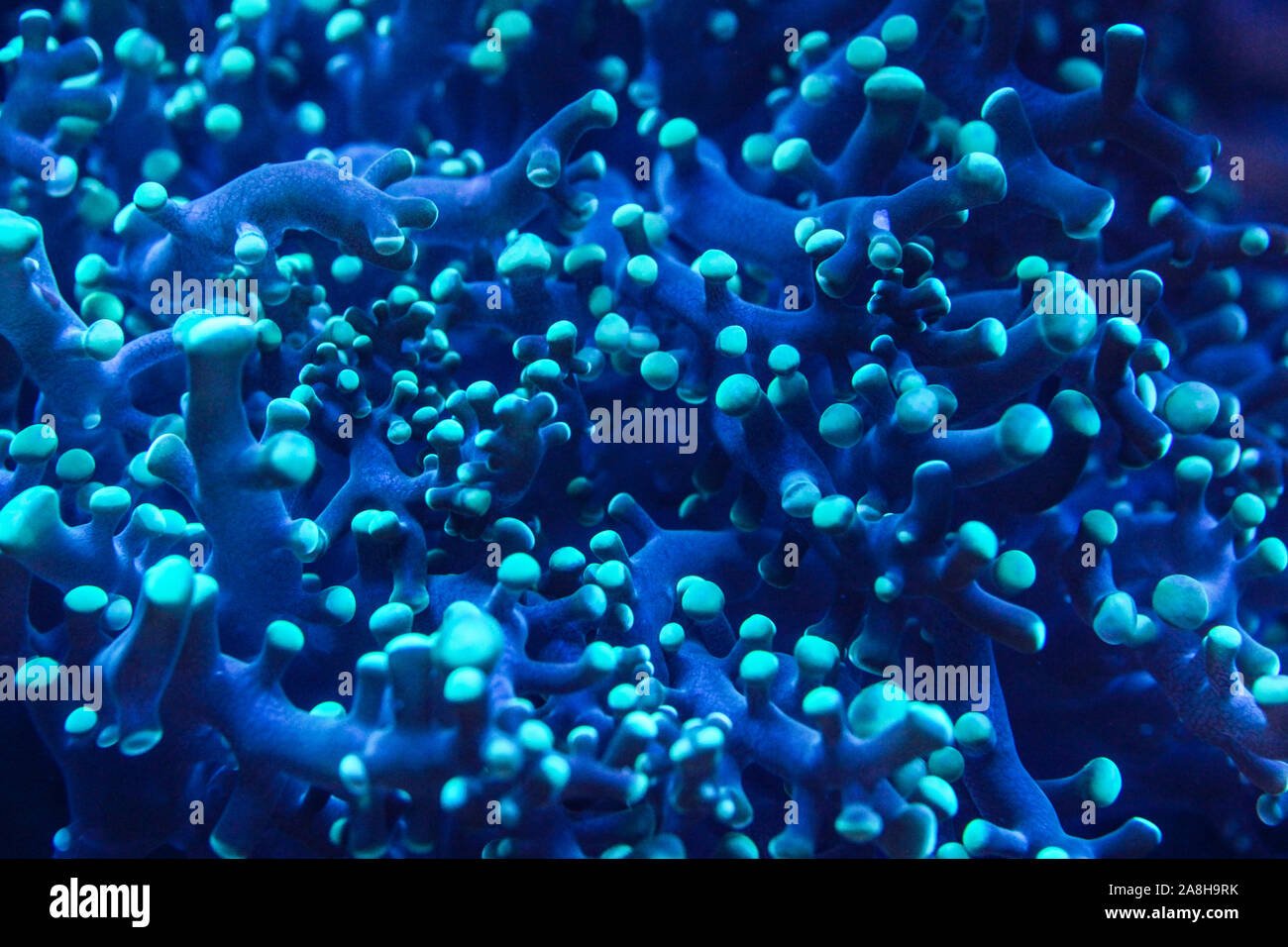 Underwater photo, close up of blue coral with tentacles emitting fluorescent light in dark under UV bulb. Abstract marine organic background Stock Photo
